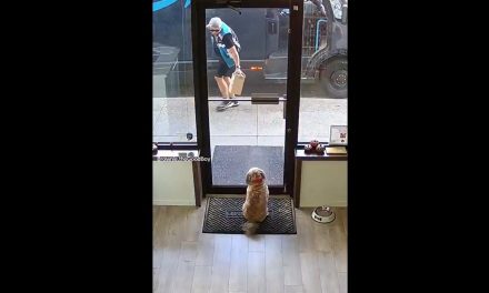 El emotivo video viral de un perro que espera con ansias a su repartidor favorito