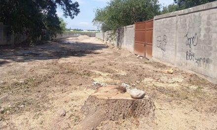Saltillo:  Registran ecocidio; talan árbol en Rincón del Campestre para la apertura de una calle