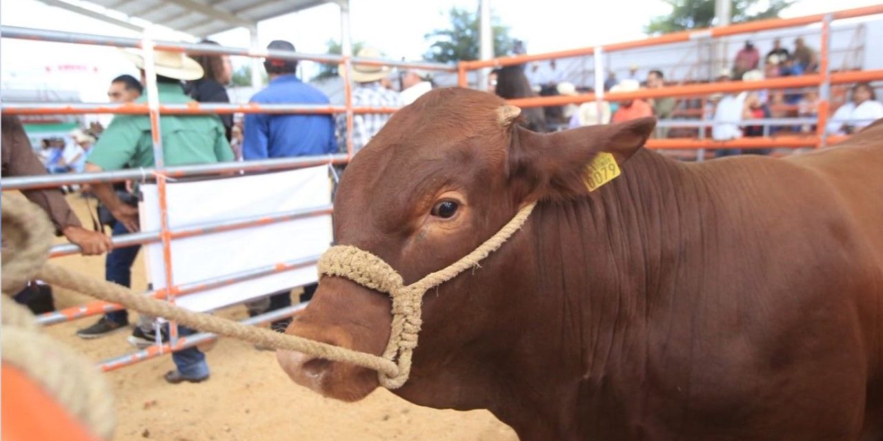 Fortalecen con mejoramiento genético al hato ganadero de Coahuila