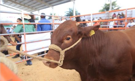 Fortalecen con mejoramiento genético al hato ganadero de Coahuila