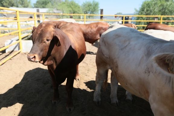 Ramos Arizpe sin casos de muerte de ganado por sequía