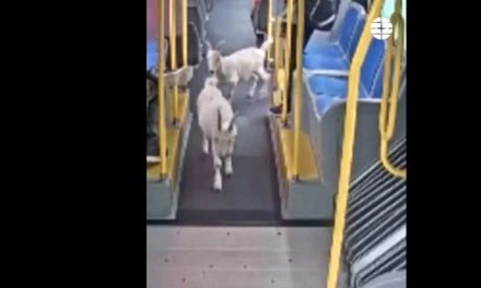 Insólito viaje en Oregón: Dos cabras abordan un autobús del transporte público en Portland
