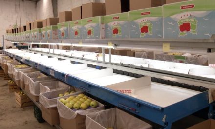 Productores de manzana en Arteaga anticipan una buena cosecha