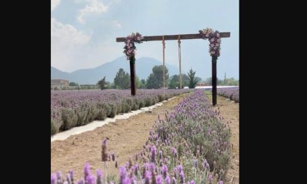 La Huerta de Manzanares suspende visitas a campos de lavanda por daños de visitantes
