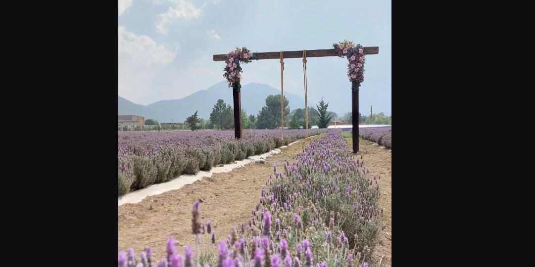 La Huerta de Manzanares suspende visitas a campos de lavanda por daños de visitantes