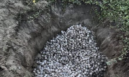 Recupera Semar más de 5 mil huevos de tortuga golfina en Oaxaca