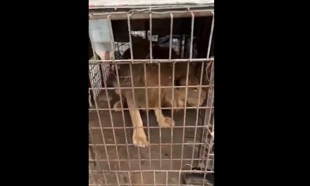 Aseguran a felino silvestre: Rescatan a un león abandonado en una casa de Matamoros