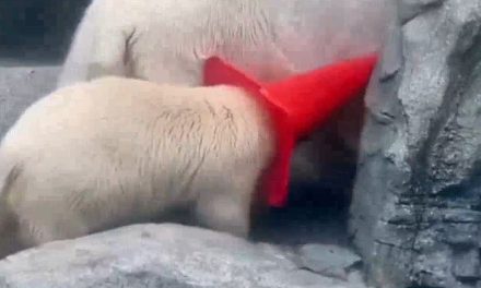 Osezno polar se vuelve viral tras jugar con un cono de tráfico hasta que su mamá se lo quita