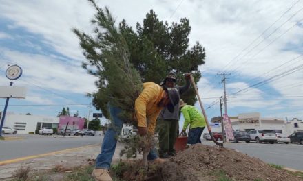 Refuerza el alcalde Javier Díaz acciones de reforestación en José Musa