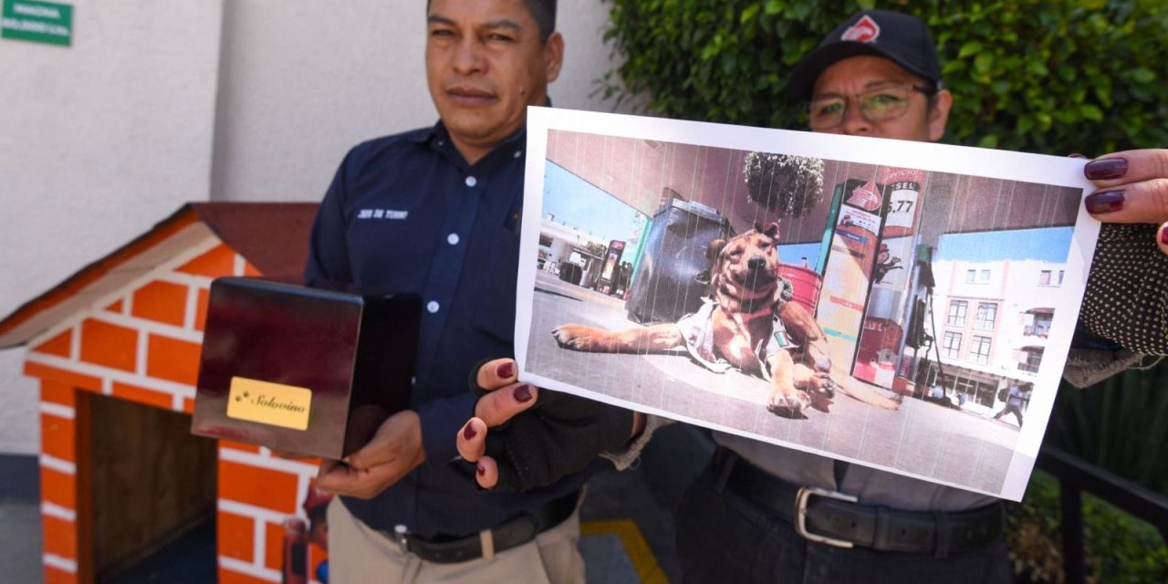Solovino, el perrito despachador de Toluca, muere tras ser atropellado