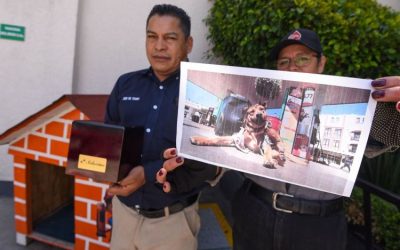 Solovino, el perrito despachador de Toluca, muere tras ser atropellado