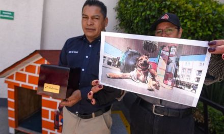 Solovino, el perrito despachador de Toluca, muere tras ser atropellado