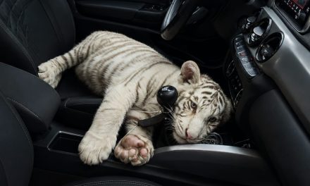 Detienen en la Central de Abasto de Iztapalapa a hombre con un cachorro de tigre de bengala blanco