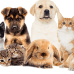 El Senado aprueba la Ley General de Protección Animal que los reconoce oficialmente como seres sintientes en México