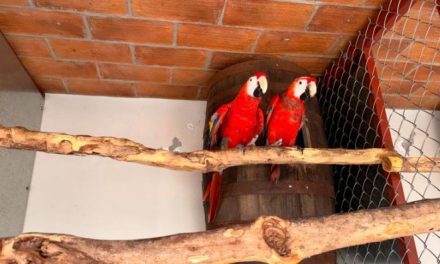 Aseguran 252 aves en un domicilio de Mazatlán por falta de permisos