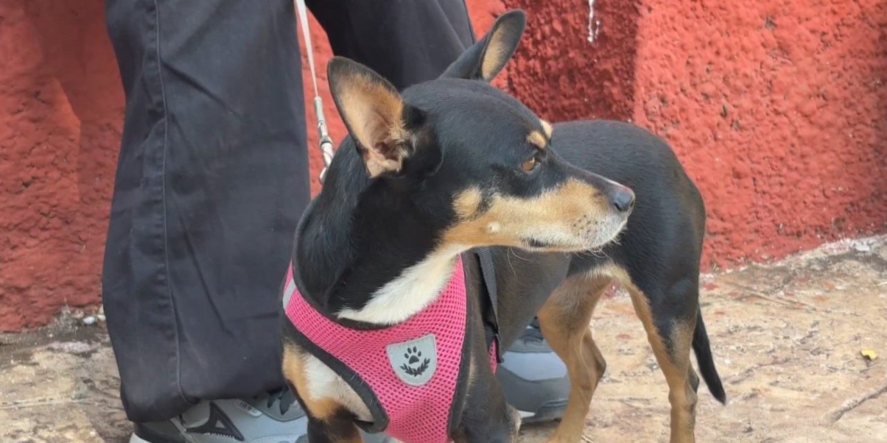 Celebran Feria de la Adopción