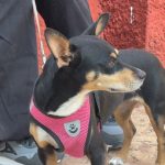 Celebran Feria de la Adopción