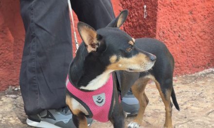 Celebran Feria de la Adopción