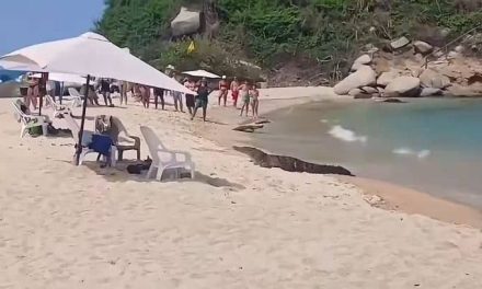 Caimán sorprende a turistas al recorrer la orilla de una playa en Colombia