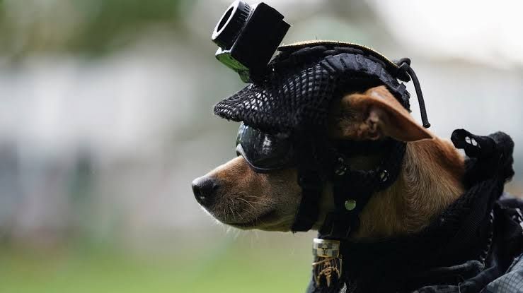 ‘Comando’, el diminuto chihuahueño que se entrenó y unió a las filas de la Guardia Nacional