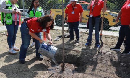 Fortalece el alcalde Javier Díaz acciones de reforestación en Colinas del Sur
