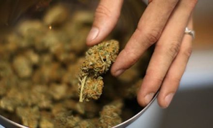 Aprueba SCJN alimentos con marihuana para autoconsumo