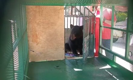 Oso causa sorpresa en el ejido 28 de agosto en Parras