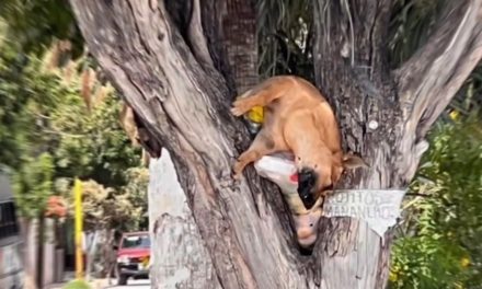 Perrita es localizada sin vida en Parras colgada de un árbol