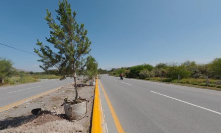 Reforesta Gobierno de Saltillo más tramos del bulevar José Musa