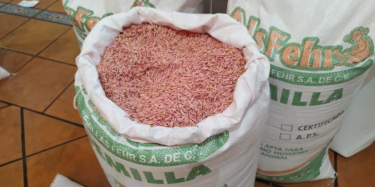 Ramos Arizpe sigue con el programa ‘Semilla Forrajera de Avena’