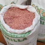 Ramos Arizpe sigue con el programa 'Semilla Forrajera de Avena'