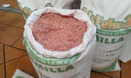 Ramos Arizpe sigue con el programa ‘Semilla Forrajera de Avena’