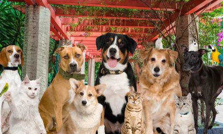 Arranca la Jornada de Atención para Seres Sintientes en Saltillo con servicios de esterilización y vacunación económica
