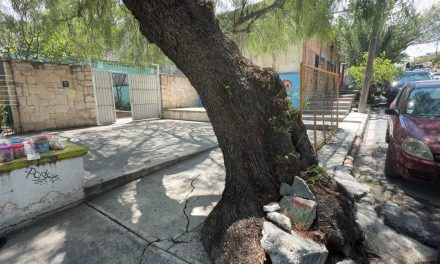 Padres de familia temen por árboles viejos en el jardín de niños Alberto del Canto