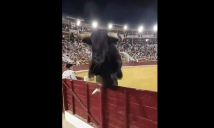 Toro de 508 kilos salta dos veces a las gradas y provoca momentos de tensión