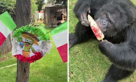 Festejan las Fiestas Patrias en el Zoológico de Morelia con elotes y piñatas para primates