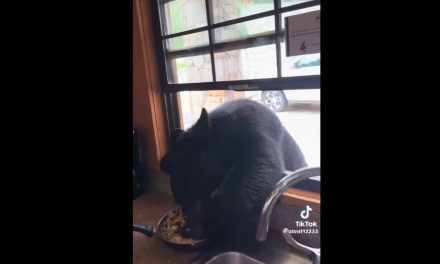 Hombre le da huevito a oso que se aparece en una cabaña en Monterreal