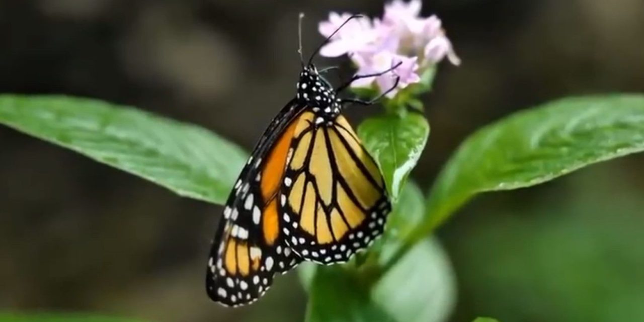 Coahuila se prepara para recibir a la mariposa monarca