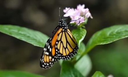 Coahuila se prepara para recibir a la mariposa monarca