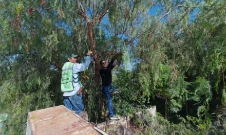 Intensifica Javier Díaz trabajos de limpieza y seguridad en colonias y Centro Histórico