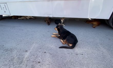 Invitan a la Feria del Bienestar Animal