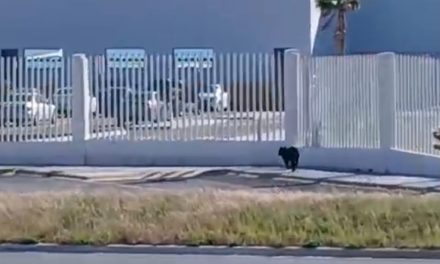 Oso ‘busca trabajo’ en Derramadero; fue visto cerca de las plantas Yanfeng, CIE y OP Mobility