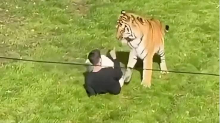 Hombre muere tras ingresar al recinto de un tigre en Inglaterra